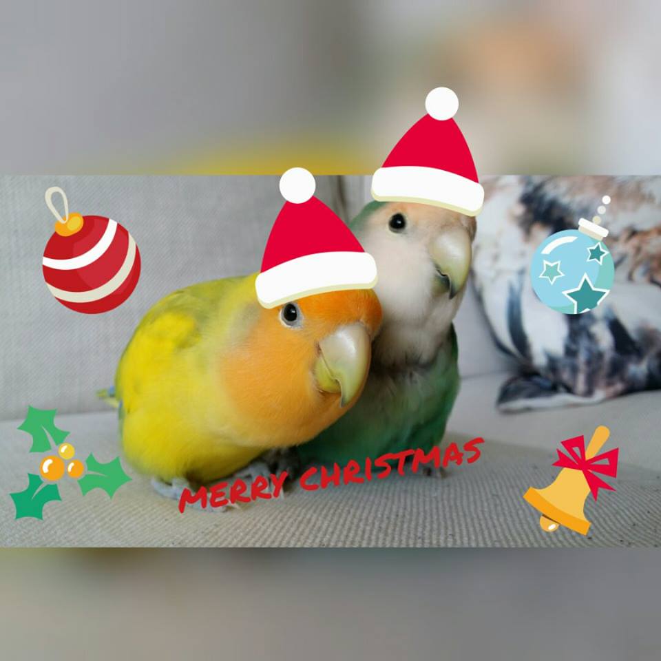 LoversParrots's tweet photo. https://t.co/nEgJ24wGub #parrots #birding #LoveYourPets #birds #animals #pets #bird #adorable #cute https://t.co/NxmofAy275