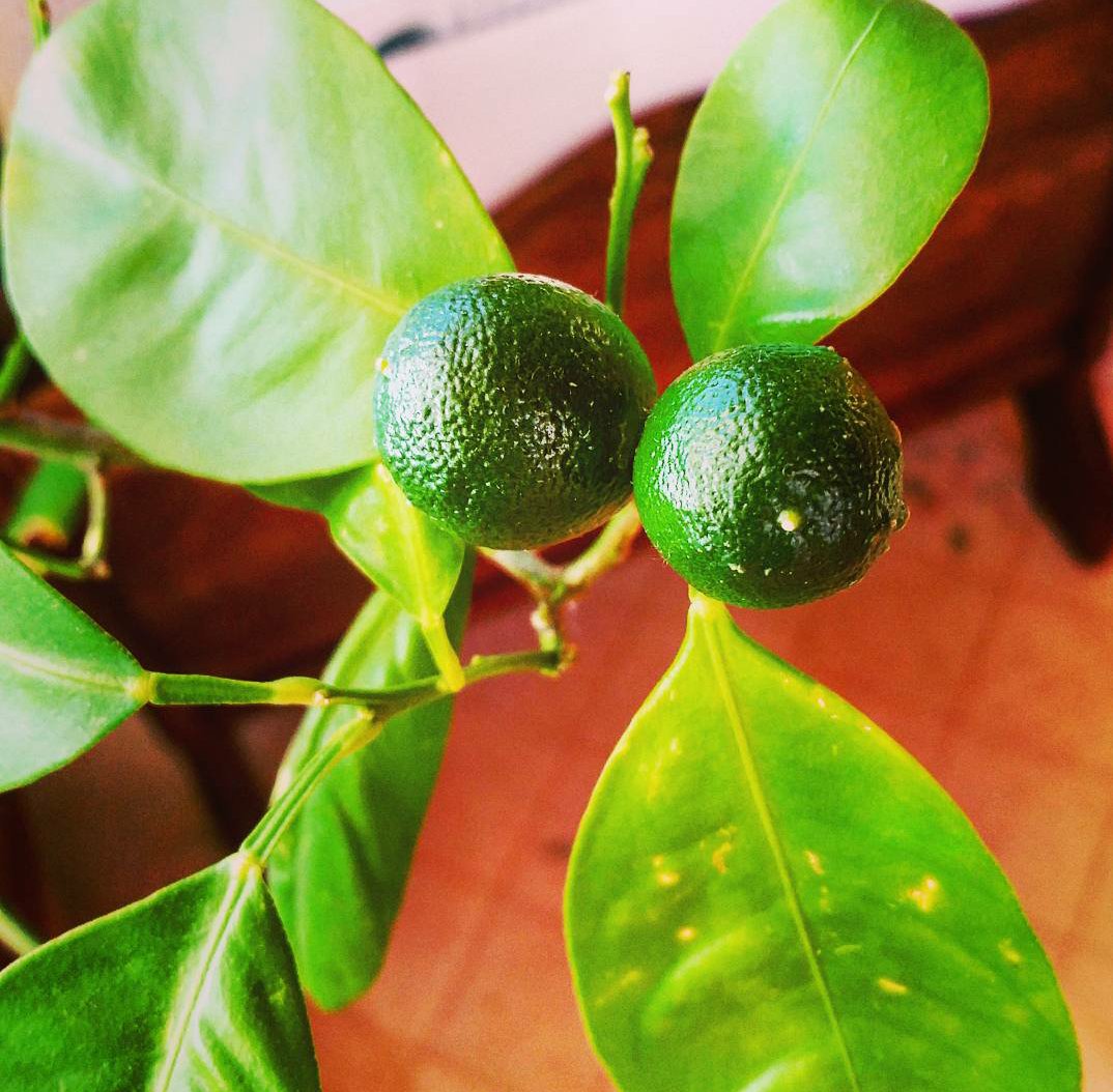 Teageekery's tweet photo. Our little indoor orange tree has started to grow some mini oranges!♡♡
#minioranges #cuteness #nowords https://t.co/pBPGSZ1T24