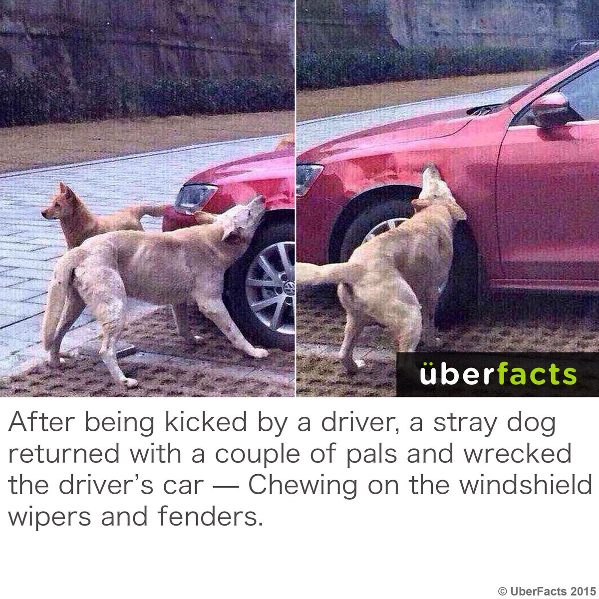UberFacts's tweet image. Dog power...