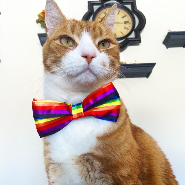 OliverTaco's tweet photo. A fancy taco, is a happy taco. #FancyTaco #CatsInBowties 🙌🏻🎀🌮🐱❤️ https://t.co/tQpw0rNCgZ