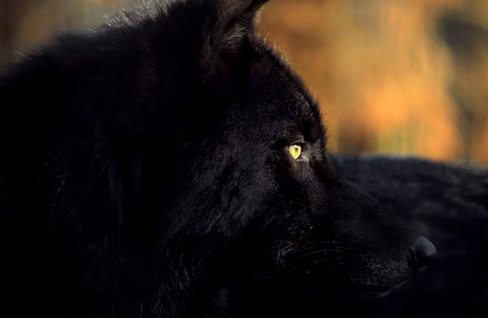 wolf_alphawolf's tweet photo. https://t.co/dqVvdyVpij                           
#wolf #wolves #loboweek #coyote  #animals #graywolf https://t.co/2KErM7LVNc
