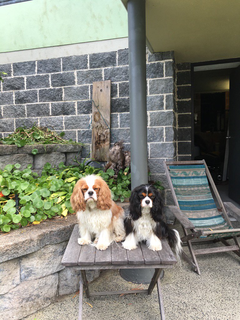 15cbailey's tweet photo. @BreakfastNews they are all wrong it's cavalier King Charles spaniel https://t.co/InQp4pr8WS