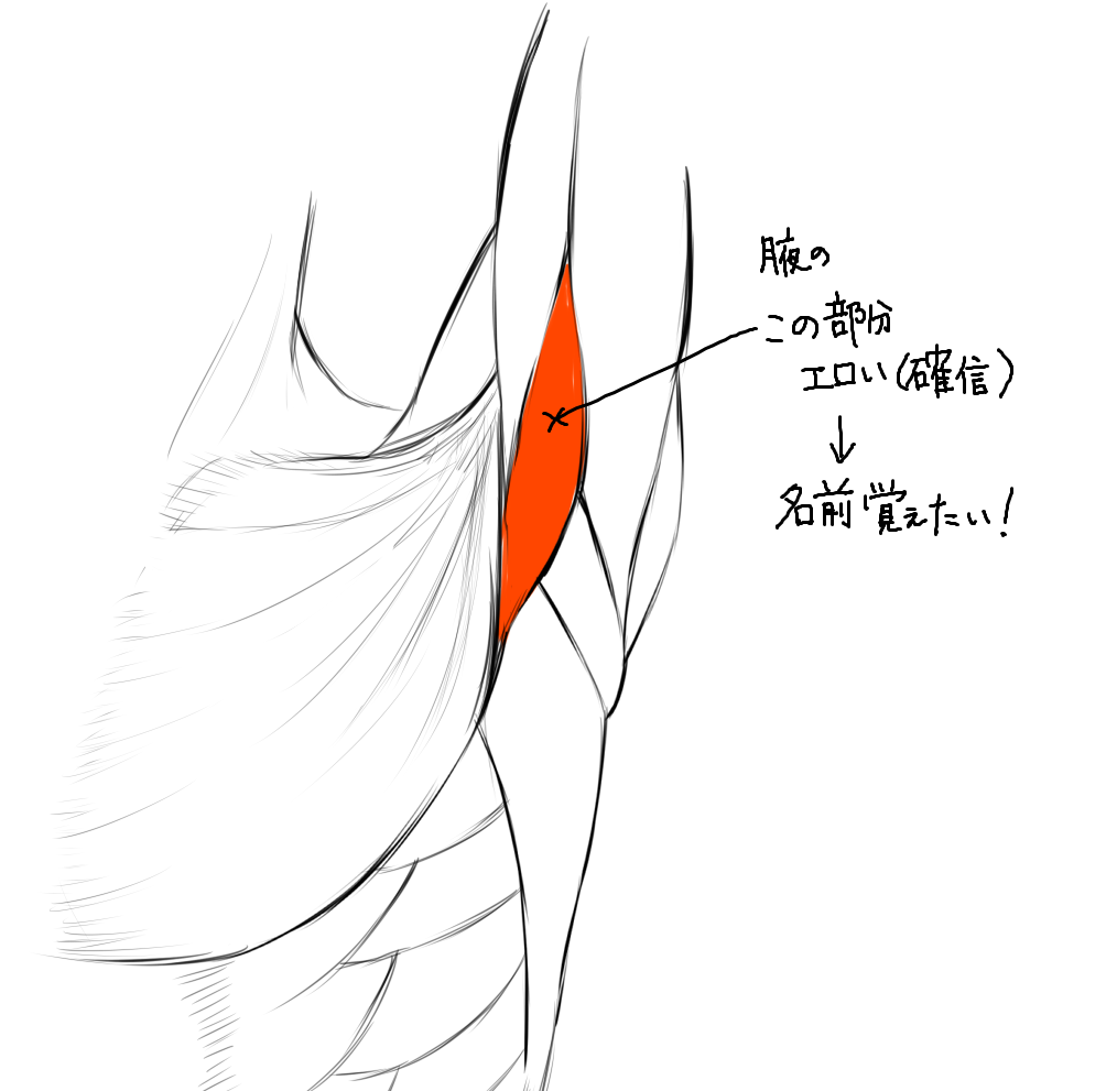 エロい部分をまとめてみた。
鎖骨、
烏口腕筋(うこうわんきん)、
上前腸骨棘(じょうぜんちょうこつきょく)、
鼠径靭帯(そけいじんたい) 