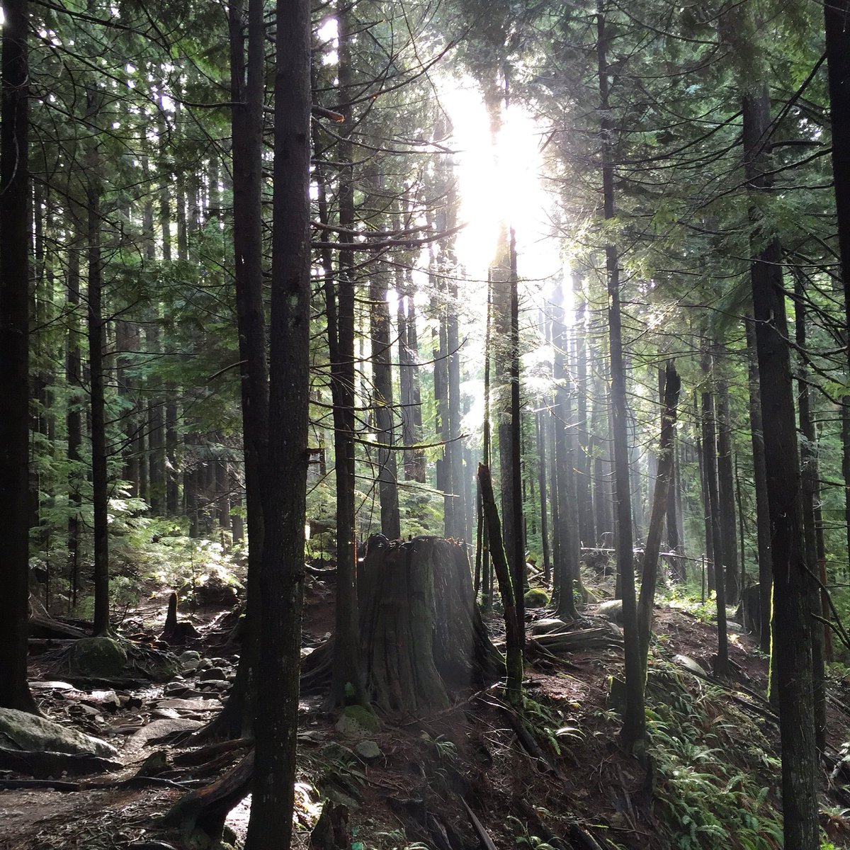 WarnChris's tweet photo. Absolutely gorgeous day for a 10k hike on the North Shore with @bogartcross.  #lynnloophike #explorebc https://t.co/sQ0mX8PmdI