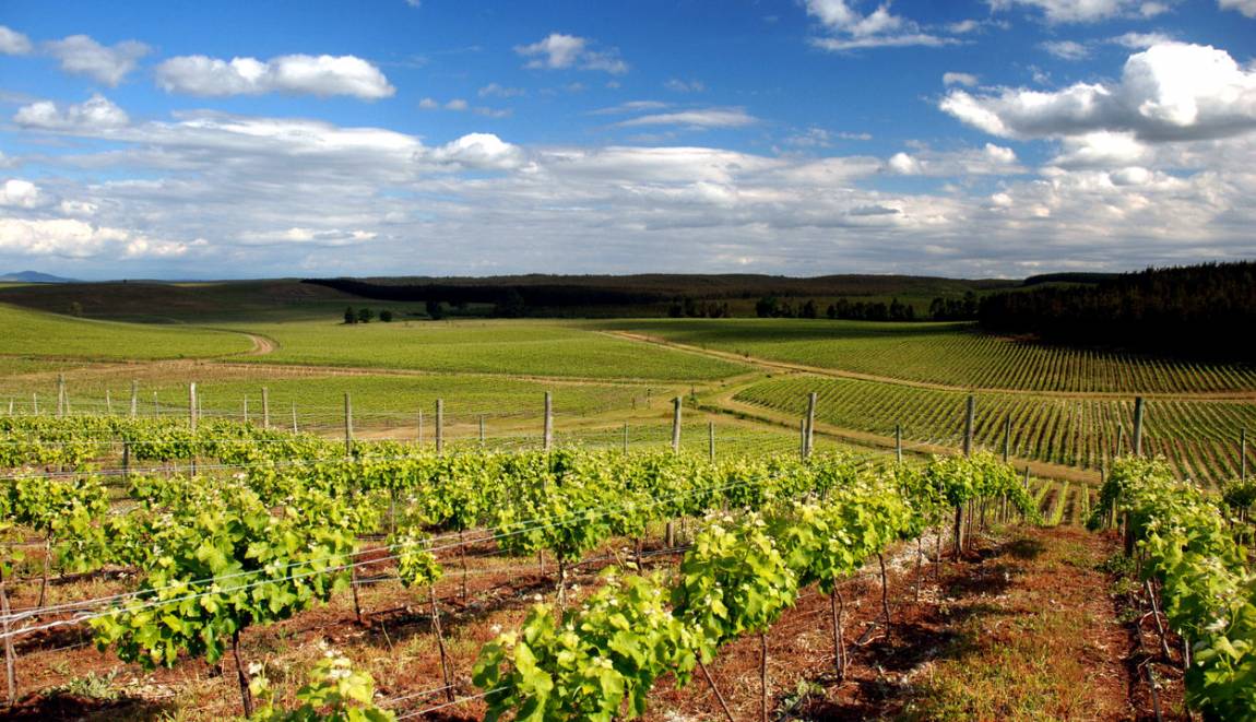 wineflightchile's tweet photo. "Vendimia atrasada pero se esperan vinos frescos y perfumados" @enologoaliaga @POLKURA  https://t.co/NF1yjkytcY https://t.co/CICATsjCpM