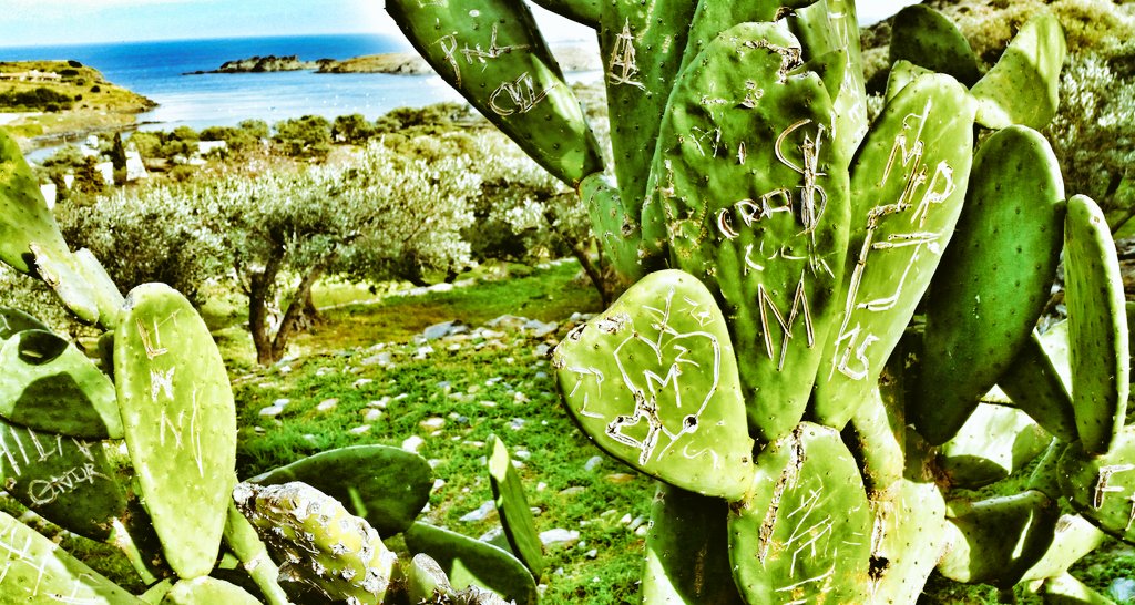 Video_Tweed's tweet photo. Mooching #SalvadorDali stomping ground #PortLligat #CostaBrava I can confirm he didn't sign this cactus #wanderlust https://t.co/nKBaglsFI2