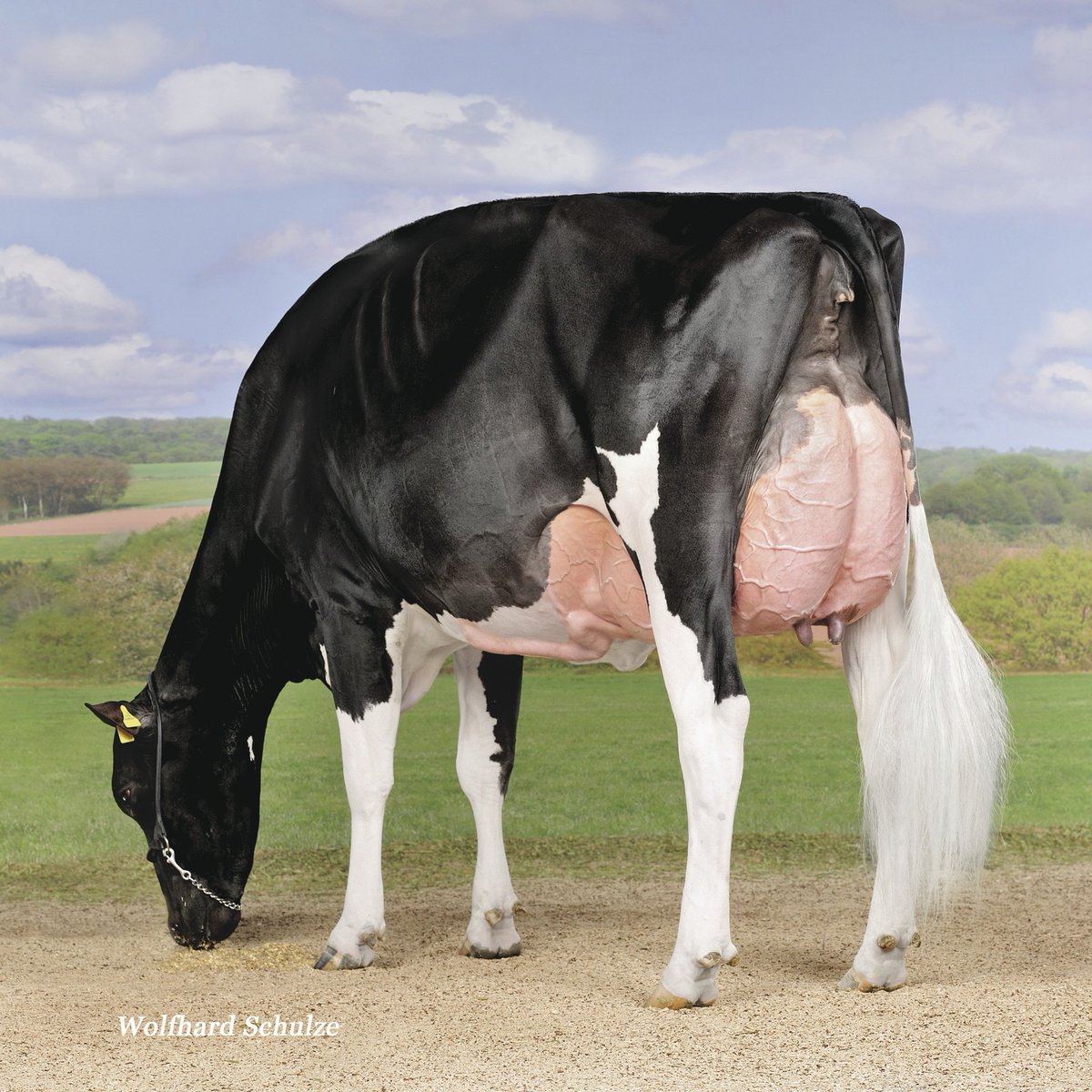 SelectSiresInc's tweet photo. This just in! Galys-Vray is now EX-94! #GWATWOOD #ShowcaseSelections https://t.co/m8tl9KyGXM