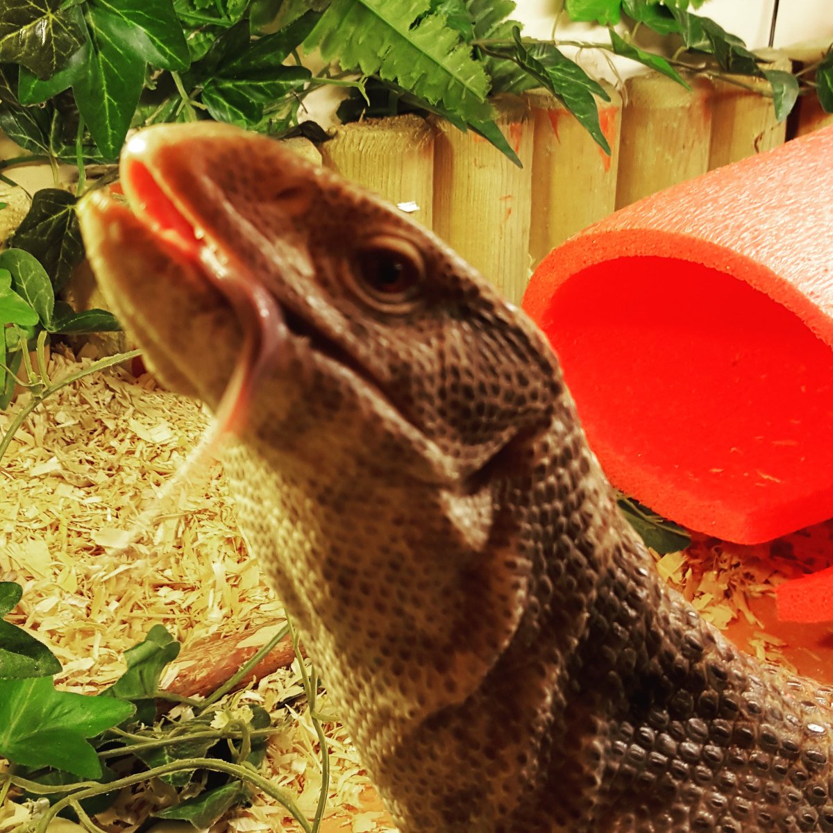 antsc1985's tweet photo. My lizard Memphis enjoying the game come @ManUtd https://t.co/0LPG8YFUtE