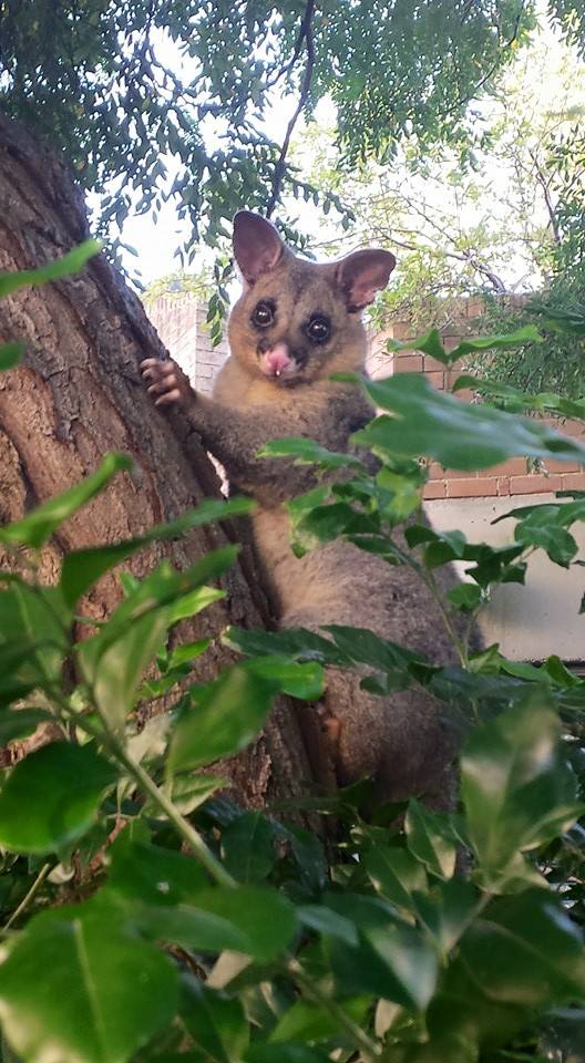 LivingMosman's tweet photo. Check out this little #brushtailpossum  we found this morning 
#livingmosman #Mosman #MosmanCouncil #possum https://t.co/C0DYcYh4zM