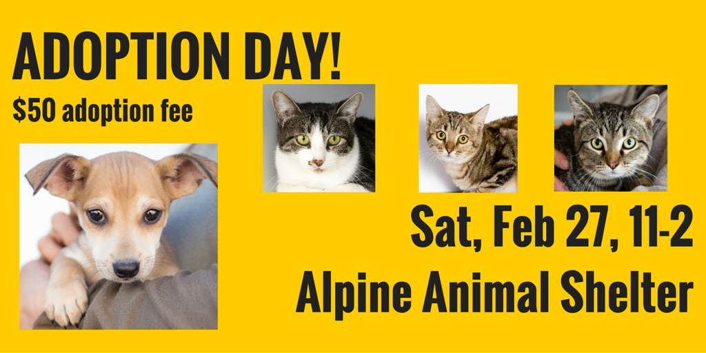 AlpineHumane's tweet image. Adoption Day, Sat 2/27 11-2 at Alpine Animal Shelter! All dogs &amp;amp; cats are HALF PRICE - just $50!