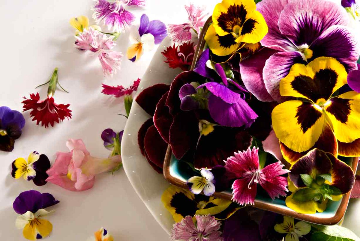 FaenaAleph's tweet photo. The aesthetic charm of eating these 15 flowers. https://t.co/LOeTzlgVvt #VitalCounsels https://t.co/OMt0PCXEiB