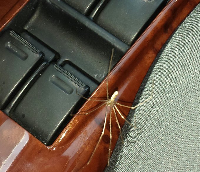 Here I am #driving &amp; this guy decides 2 say HELLO! Sorry dude on the road next 2 me! #arachnophobia #whatwouldyoudo<a href="/tag/driving"class="tags">#driving</a><a href="/tag/whatwouldyoudo"class="tags"><span>#whatwouldyoudo</span></a><a href="/tag/arachnophobia"class="tags"><span>#arachnophobia</span></a>