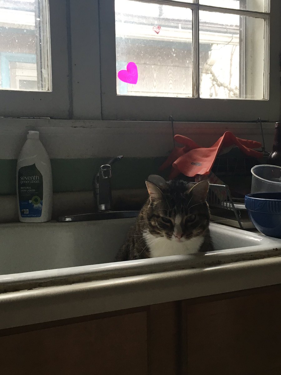 飼い猫がシンクに居るかどうかを毎日手動ポストしているアカウントが 