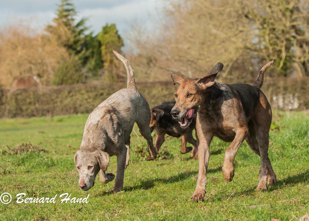 realKCC's tweet photo. Dogs at the #meathhunt taken by #kellscameraclub chairman @BernardHand #dogs #photography https://t.co/v3T4PAFyfm