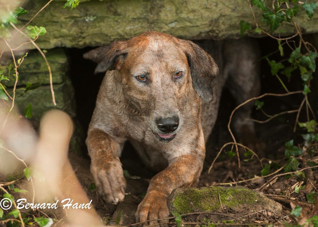 realKCC's tweet photo. Dogs at the #meathhunt taken by #kellscameraclub chairman @BernardHand #dogs #photography https://t.co/v3T4PAFyfm