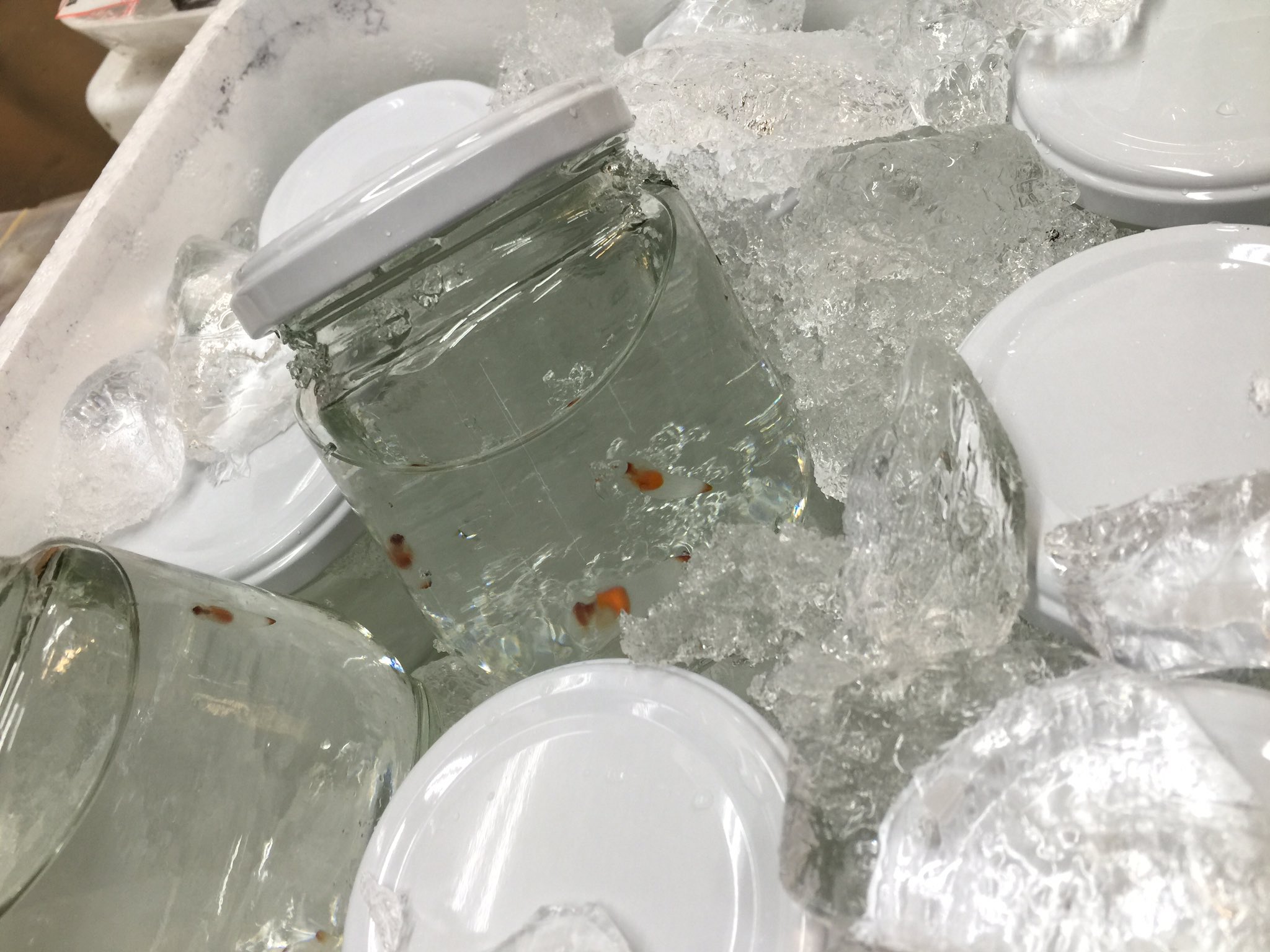 魚豊 うおとよ 流氷の天使 クリオネ売ってますよ 海水があれば冷蔵庫で数ヶ月生きるそうです 食べられるそうですが 美味しくないそうです 数に限りがありますのでお早めに ﾉ Uotoyo T Co Ceiugbubm3 Twitter