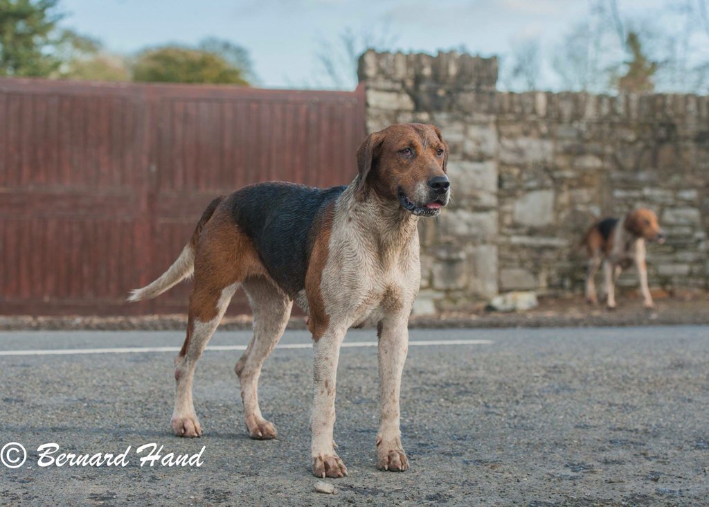 realKCC's tweet photo. Dogs at the #meathhunt taken by #kellscameraclub chairman @BernardHand #dogs #photography https://t.co/v3T4PAFyfm
