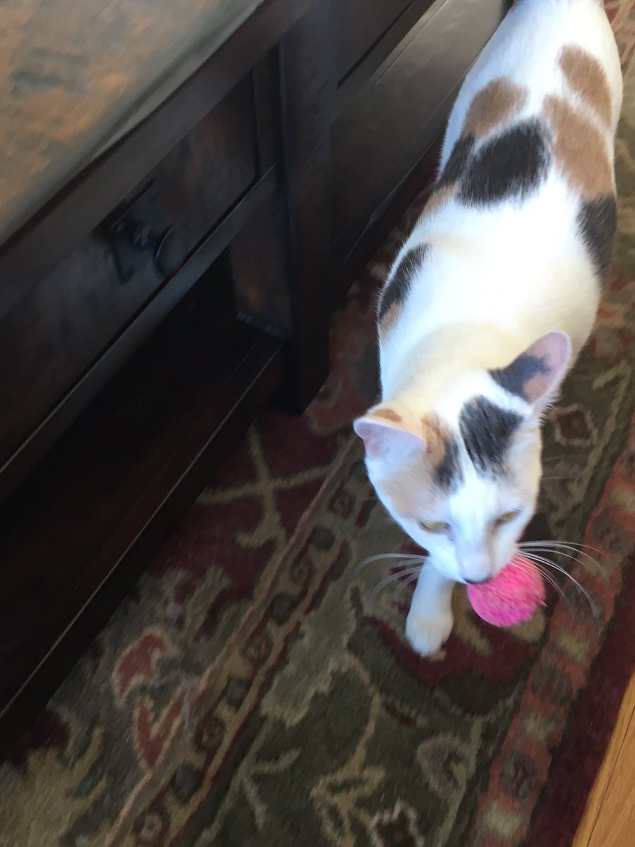 dmcgahan's tweet photo. Katniss LOVES to play fetch! #nerdcats https://t.co/vmBFWXCZ6w