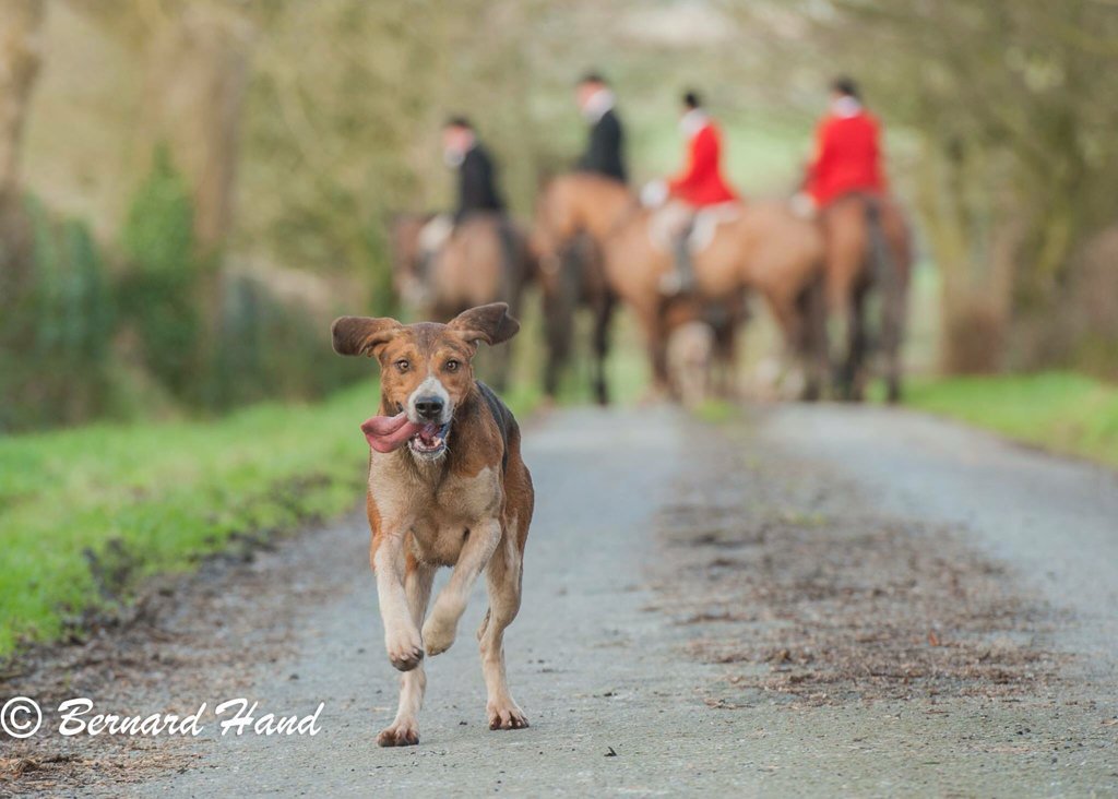 realKCC's tweet photo. Dogs at the #meathhunt taken by #kellscameraclub chairman @BernardHand #dogs #photography https://t.co/v3T4PAFyfm