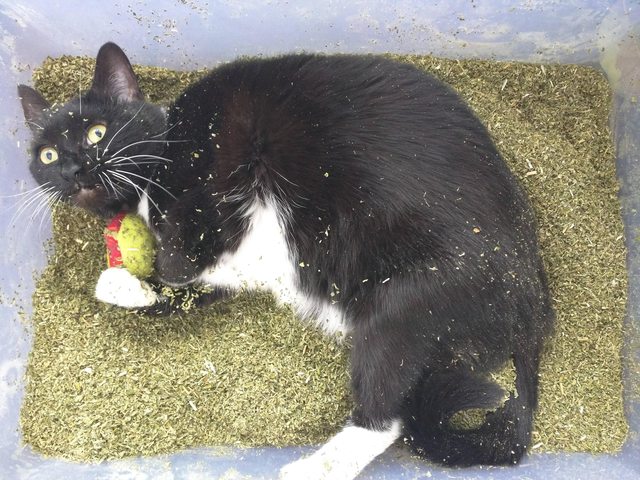 dodo's tweet photo. Stoner cat finds pound of catnip, and has NO idea what's going on https://t.co/EYsC7uzIqn https://t.co/jLeRZM8AP4