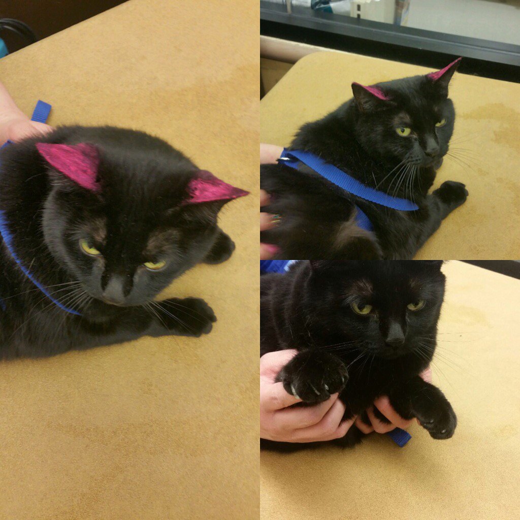 petsmart1167's tweet photo. Meow ! #petexpressions #kittycaps and pink ears https://t.co/jhfRzjP6xN