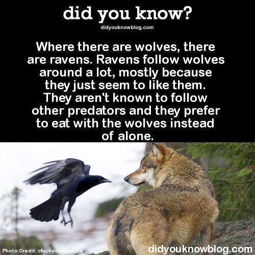WallaceSaleen's tweet photo. @wolf303039311 @_wolves__ @MyPackofWolves @wolf_alphawolf @nkDarkDrgmailc1 https://t.co/KrCxTJ28jw