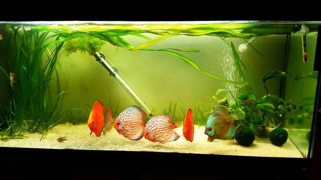 Akvaristan's tweet photo. #akvaristan #aquarium #akvaryum #aquarien My tanks discus 👊🔫
#golddiscus #goldendiscus #discustank #exoticfish #dis… https://t.co/t0yD7l1GFA