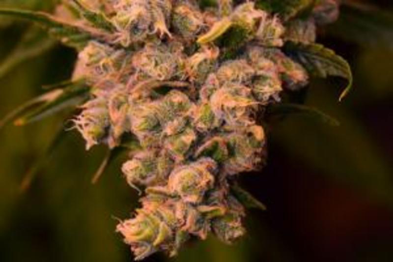 cnv_ep's tweet photo. Your Genes Can Predict How You React to Getting High via @HIGH_TIMES_Mag https://t.co/U8rd6PA6TG https://t.co/m9FixPLAJ1