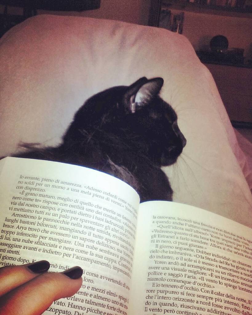 Chatchatcatcat's tweet photo. My fluffy bookmark.

#fluffy #catoftheday #instacat #cat #cute #petstagram #blackcat #got #gameofthrones #winterisc… https://t.co/mK3Kqungs3