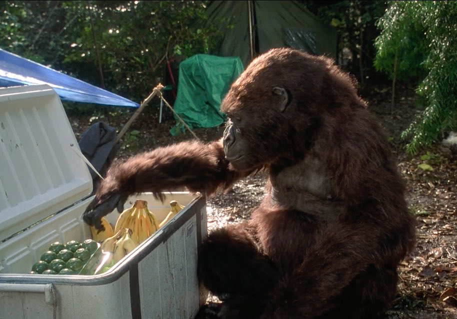 AmyTheApe's tweet photo. Amy have munchies again and all there is to eat is lizards. And bananas. Amy sick of bananas and lizards.
#AmyHigh https://t.co/VjU3wpwMEa