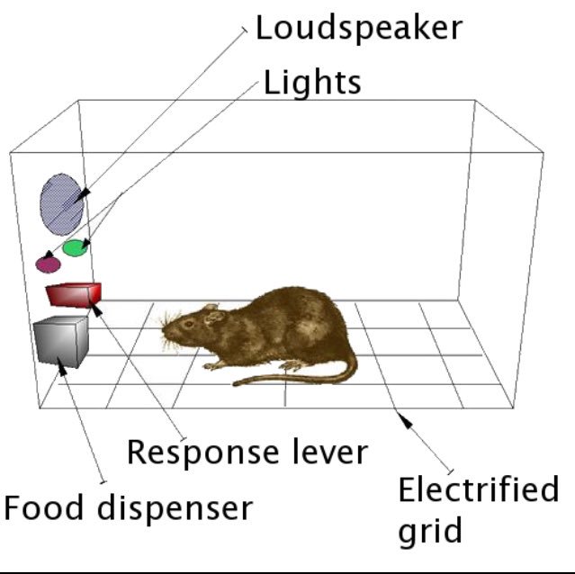 ur_bf_skinner's tweet photo. My Skinner Box showed animals interactions with their environments. Allowing a view at the rat's discovery (lever) https://t.co/1BW7DXErOc