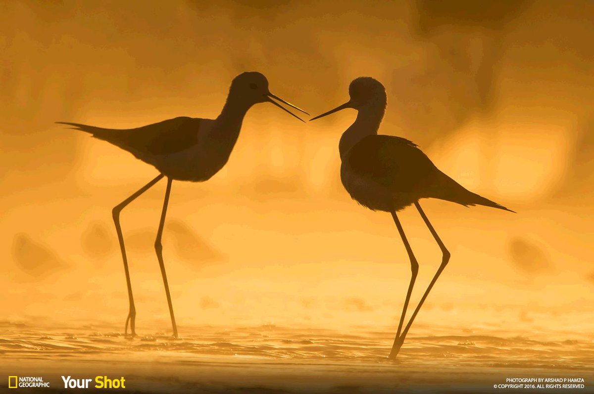 NatGeoPhotos's tweet image. Top Shot: Walking On Stilts on.natgeo.com/1QWlftM #TopShot #YourShot