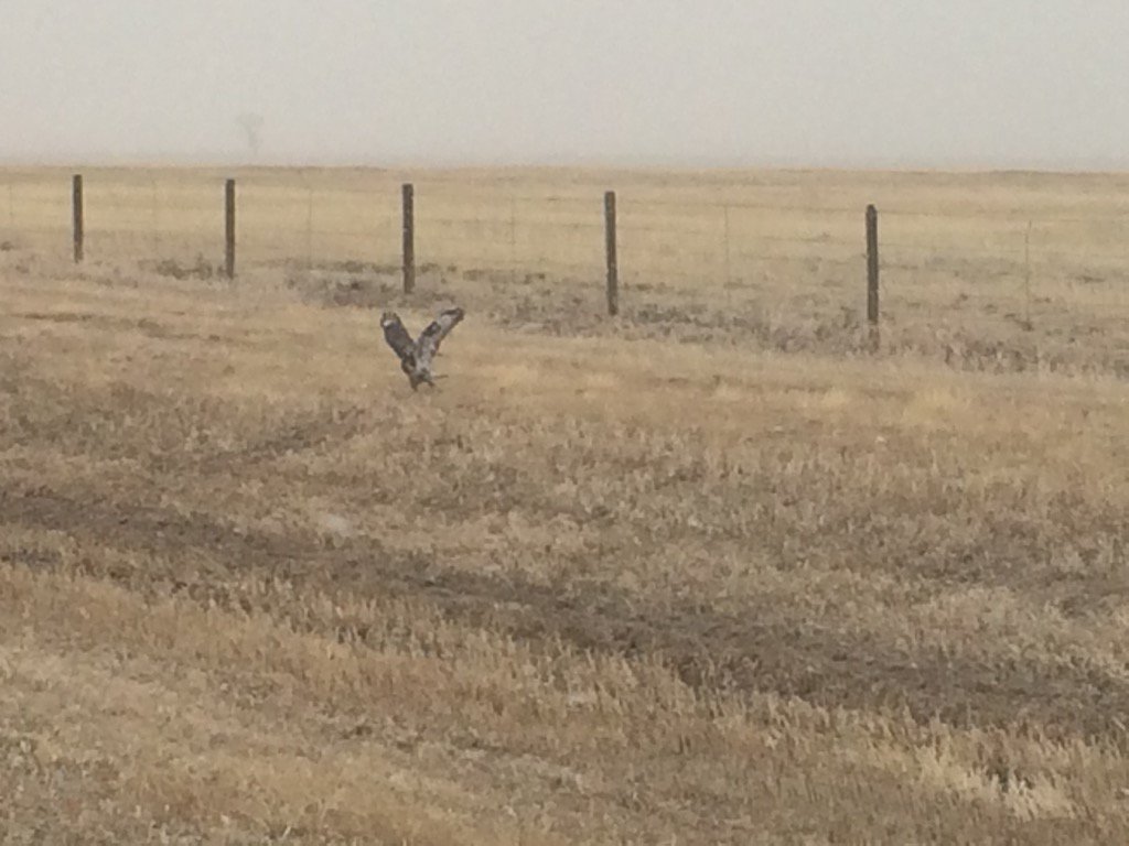 JaceCussins's tweet photo. Getting a bite to eat #wyobirds2016 https://t.co/2lAOXvyyV1