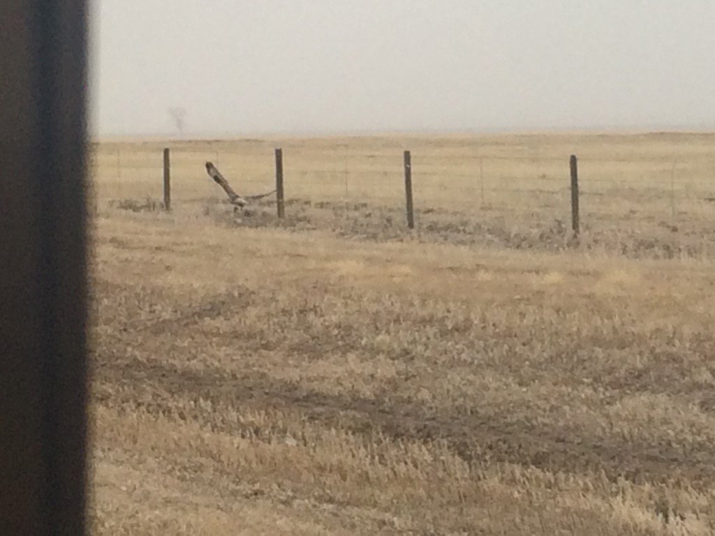 JaceCussins's tweet photo. Last one #wyobirds2016 https://t.co/8f4nyvLtio