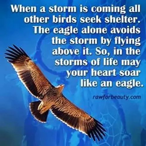 RT <a href="/theuglydaughter/">julia Legian</a> Think like an eagle :)
#bookreview #iartg #memoir #RRBC