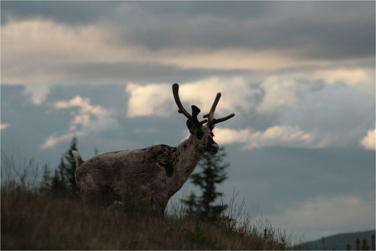 Boreal_Nick's tweet photo. #SavetheBroadback forest, Waswanipi Cree tell Quebec government https://t.co/KdzLpCQIAA #polqc https://t.co/5wvGlwfin5