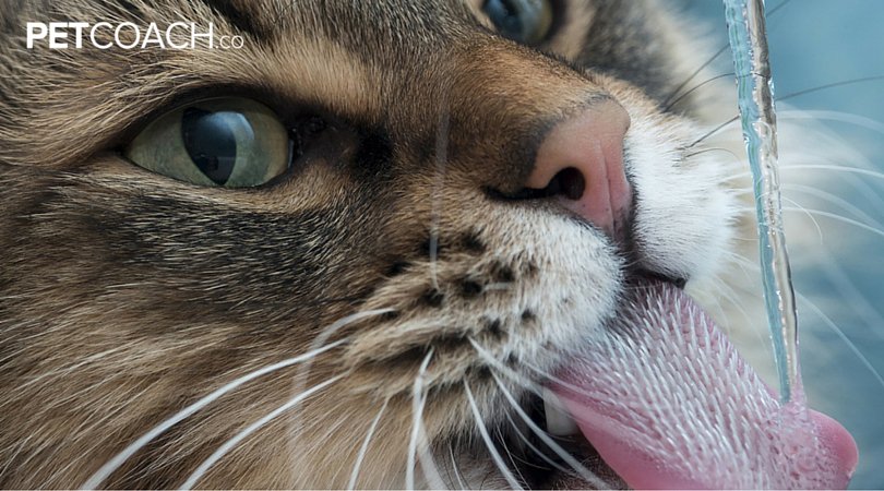 PetCoachApp's tweet photo. Pay close attention- these signs will warn you in case your cat is suffering from diabetes! https://t.co/PZCq5dlBaS https://t.co/i7C2a5nTH7