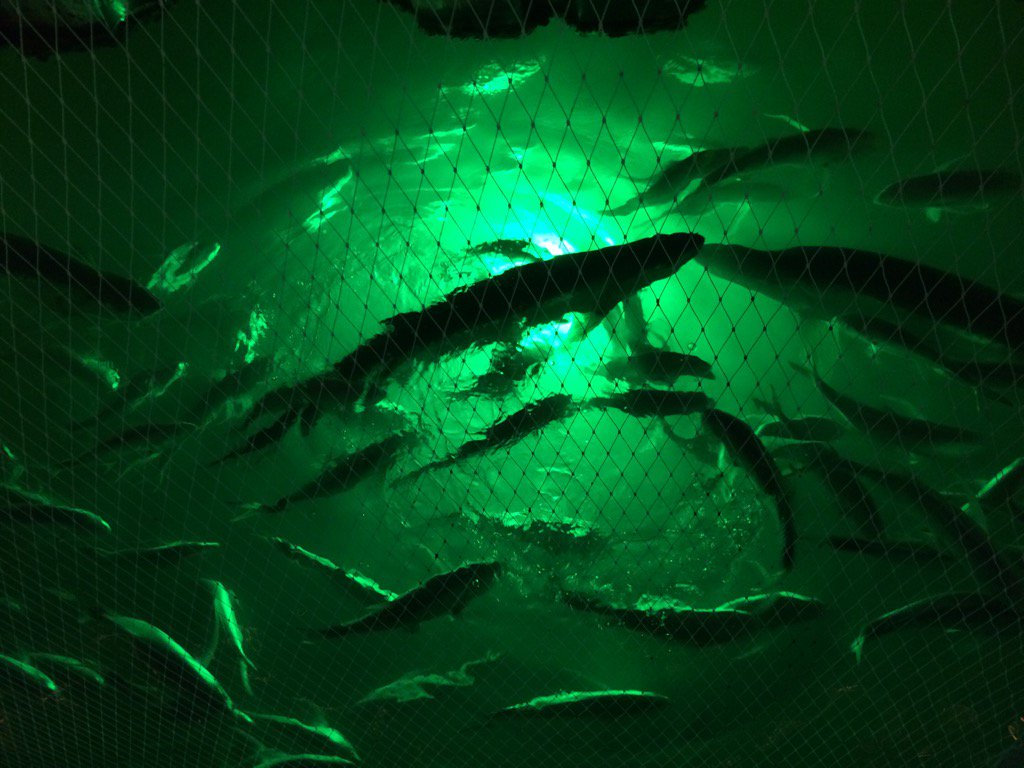 RodnBarrel's tweet photo. You can see why we like fishing dock and bridge lights at night in #southflorida #snook #tarpon #lookdowns https://t.co/EH4NaXmeDQ