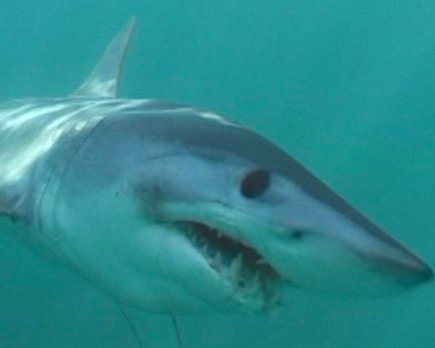 SharkAdvocates's tweet photo. Global Commitment to Protect Species of Sharks & Rays https://t.co/saH3F0ojt4 CMS #SharksMOS2 coverage by @FISinfo https://t.co/ODQWP4WXQU