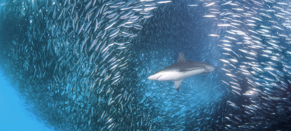 The Up Side To Swimming With Sharks  buff.ly/1fsBl2W #LeadershipDevelopment