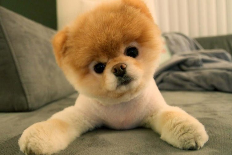 Pupgasm's tweet photo. Pomeranians :-) https://t.co/keNJGjipQx