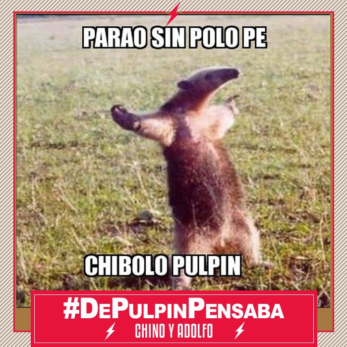 Studio92's tweet photo. #DePulpinPensaba 

Con @ChinoyAdolfo y @adolfobolivar4 por @Studio92
https://t.co/oBRon5nhuJ y llama al 4388925 https://t.co/jGwlHlmSaU