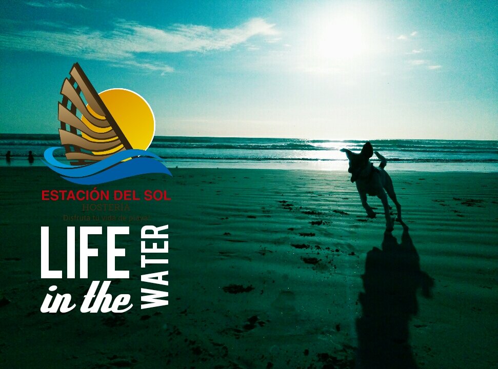 estaciondelsolH's tweet photo. #lifeinthewater #vidadeplaya #beachlife #oceanviewhostel #estaciondelsol #rutadelsol #rutadelspondylus #lasnuñez https://t.co/Qwa5RnsJVP