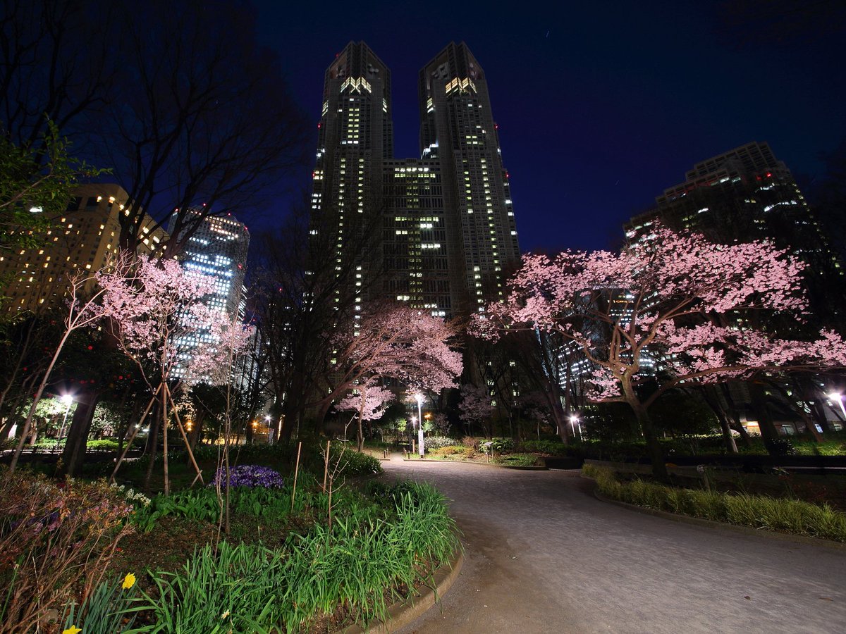 夜景 ライトアップ イルミネーション情報 En Twitter 大寒桜は種類があるのか 上野公園の大寒桜はそろそろ終わるらしいですが 永代橋横の大寒桜はまだ３ 5分咲程度らしいです 新宿中央公園の小彼岸桜も咲いているという話です 時間があれば偵察に行きたいですね