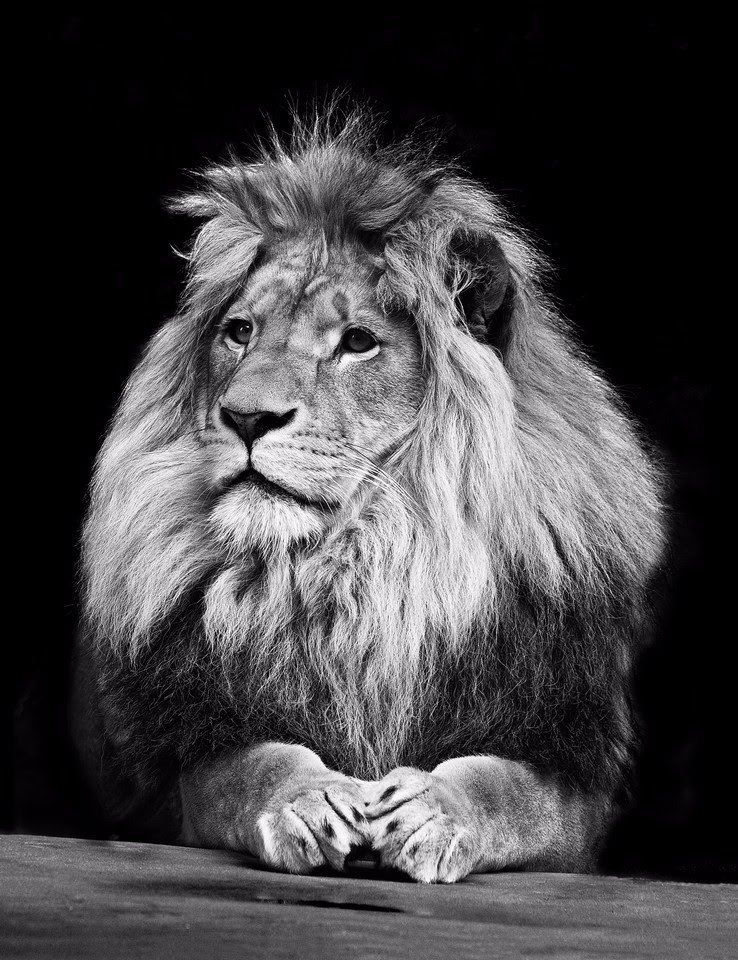 Da1atuagain's tweet photo. @Da1AtUagain-Lions don't just roar. They eat meat too. Go figure. https://t.co/lG854hLmYq