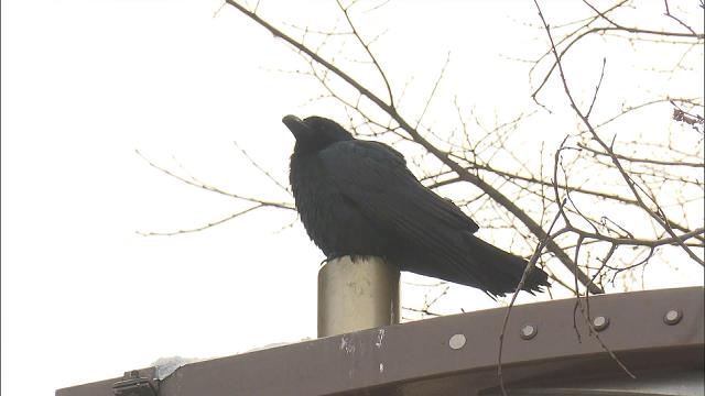 賢い鳥というが カラスは人間の言うことがわかるのか 賢い鳥というが カラスは人間の言うことがわかるのか