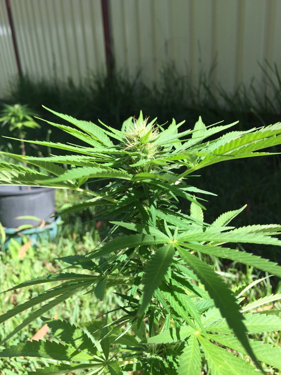 DieLarge's tweet image. #420 #kushcomas await, bonsai weed plants.