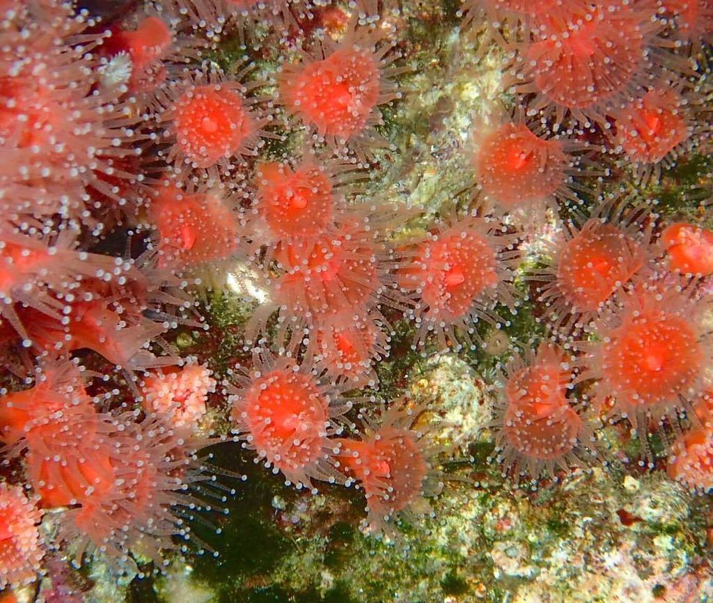 CIMI_Science's tweet photo. A gorgeous group of #anemones found clinging to the rocks. #cimi #invertebrate #stingingcells #nematocysts #hydrost… https://t.co/E4HED82EyO