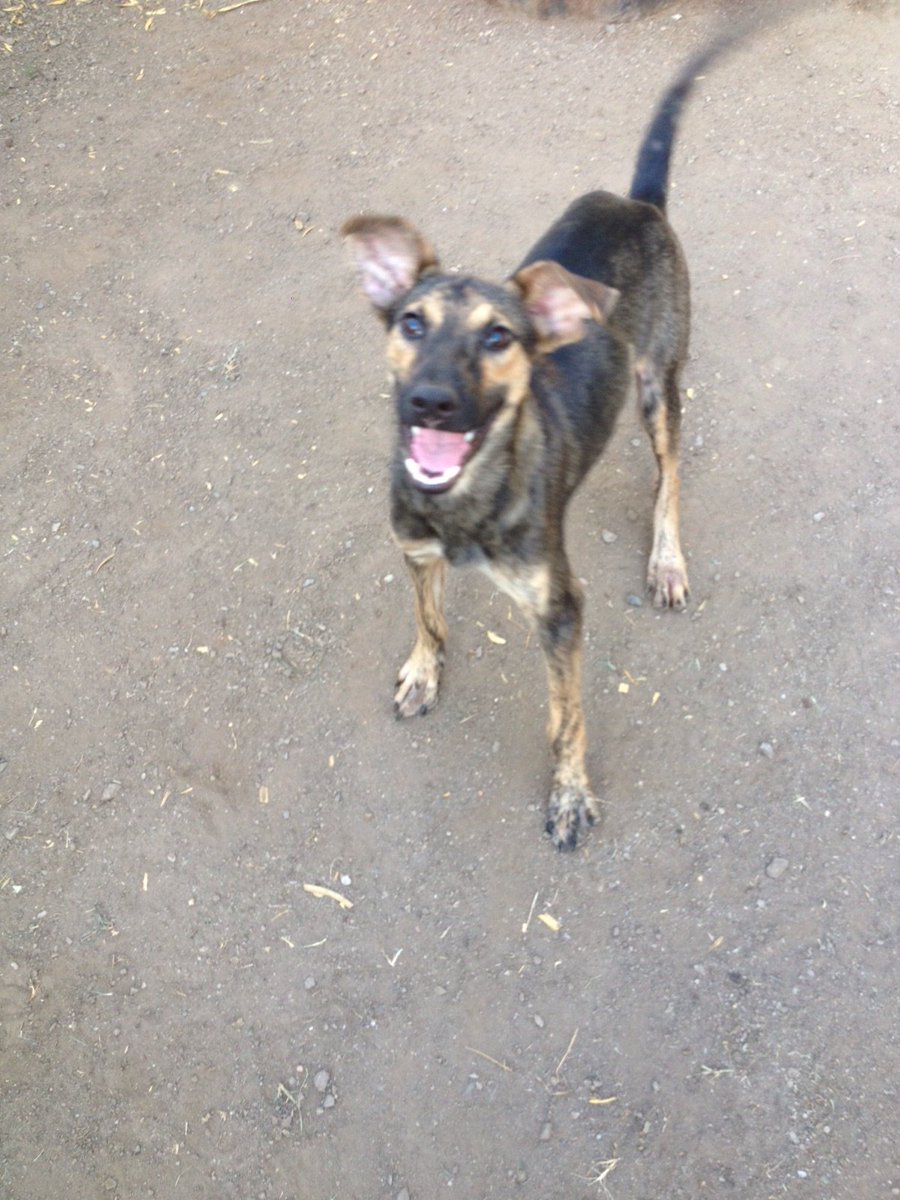 MascotasDeCalle tweet media