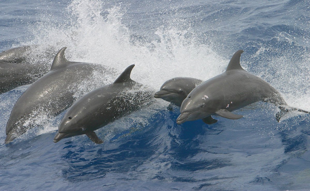 Quad_Finn's tweet photo. BLUE COVE: The Killers return to Taiji Harbor empty-handed &amp; the dolphins swim free! #OpHenkaku #Tweet4Taiji https://t.co/NGKmFeedpb
